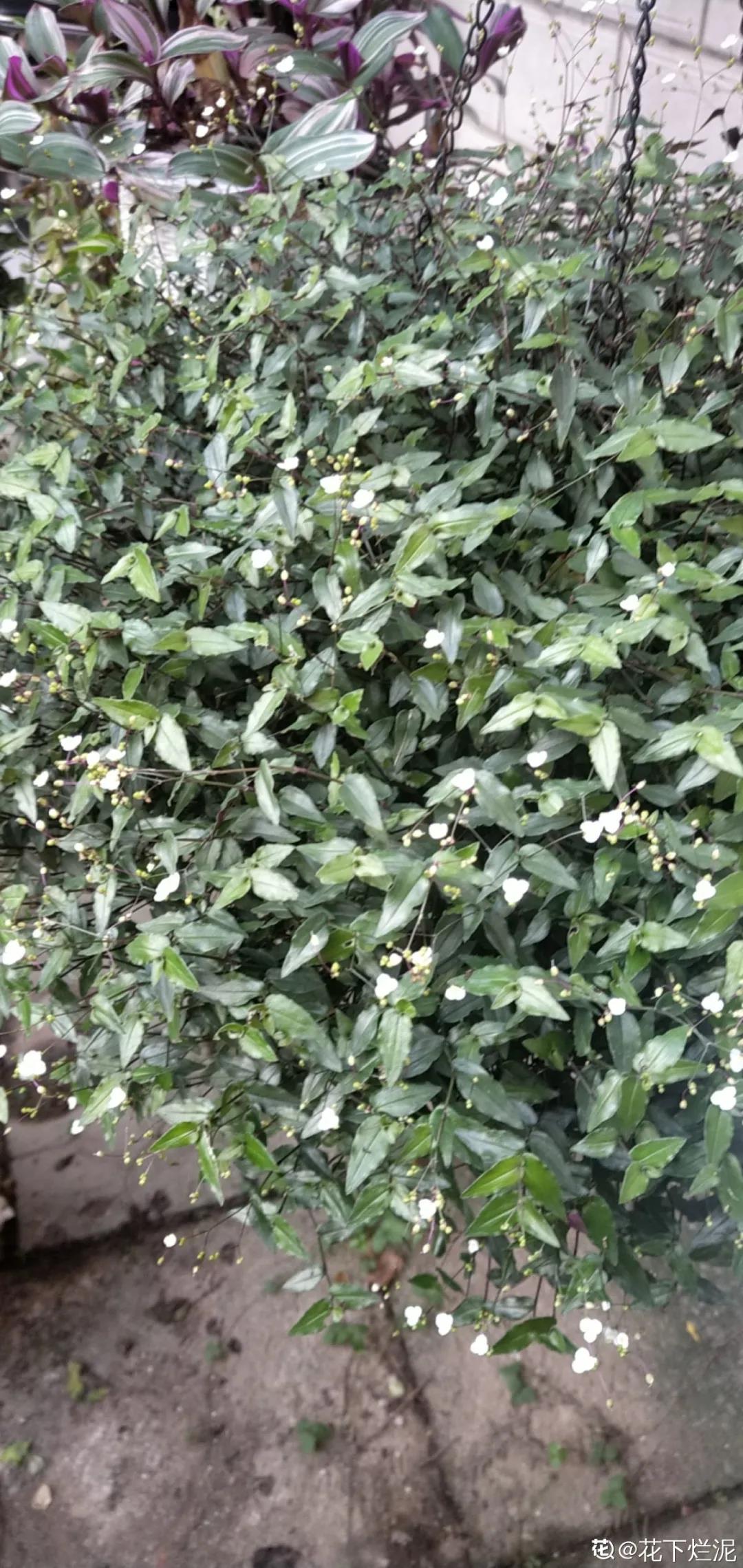 微信图片_20211123155049.jpg 微信图片_20211123155049.jpg